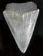 Serrated Fossil Great White Shark Tooth - #29054-1